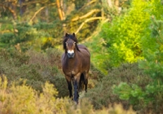 Exmoor Pony photo by Nigel Baker