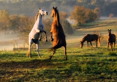 Robin Burkett, Horses in Summer