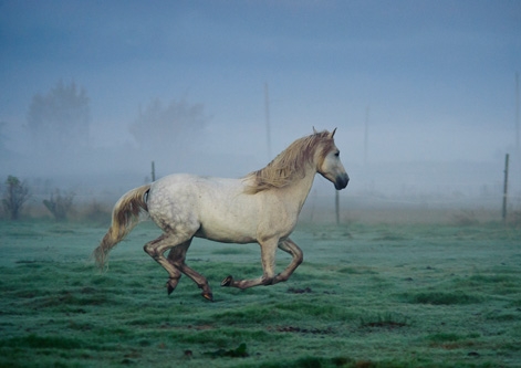 Andalusian Horse, Animal Photography, Tara Gregg